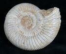 Perisphinctes Ammonite - Jurassic #7378-1